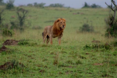 Uganda, Murchison Falls NP (2007)